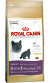 BRITISH SHORTHAIR