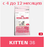 KITTEN 36
