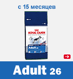 MAXI ADULT 26